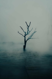Bare Tree in Water and Fog